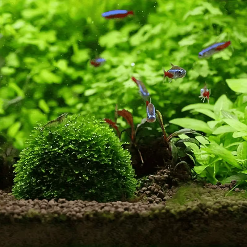 Cryptocoryne — pot