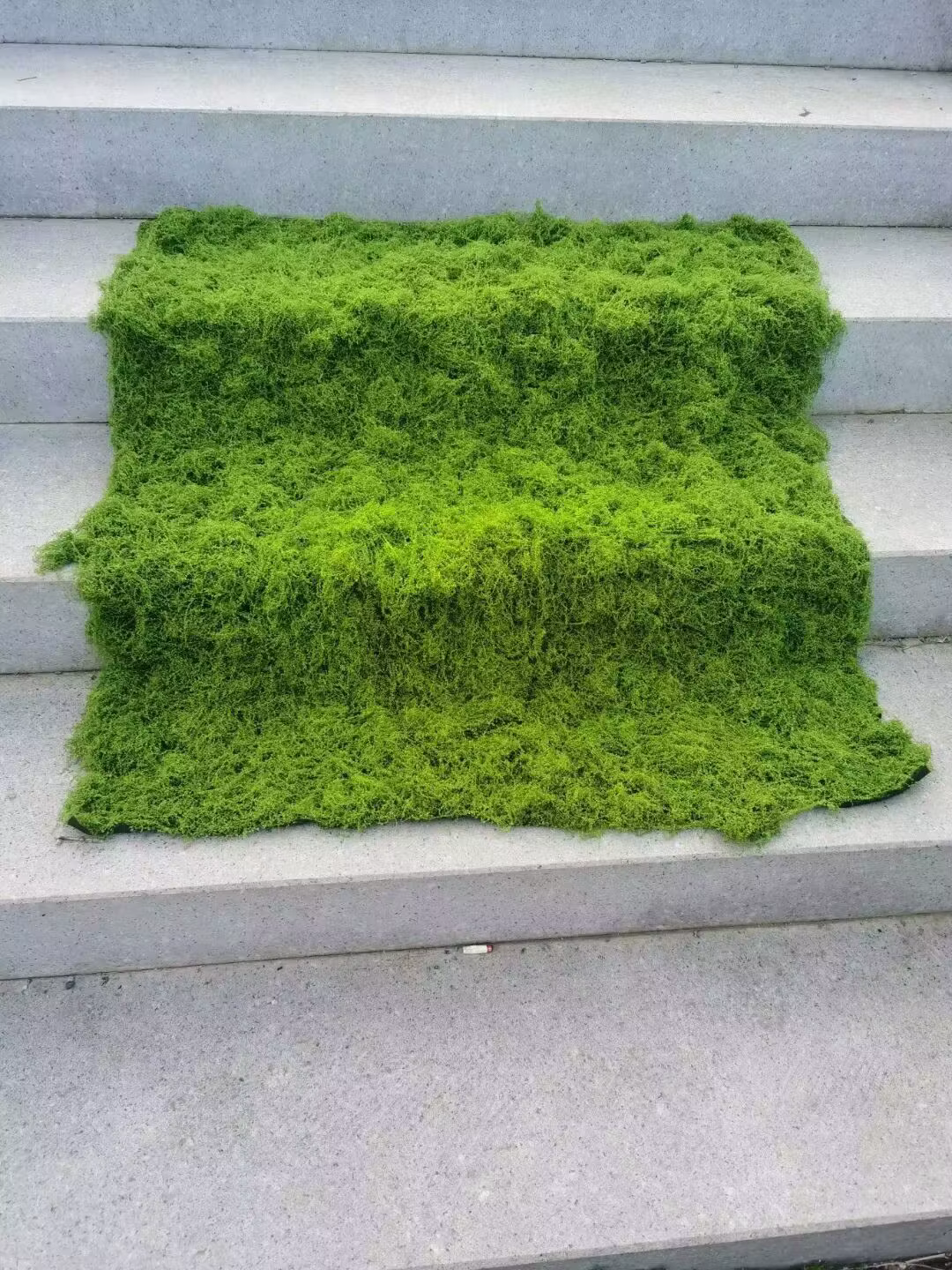 Plante de premier plan